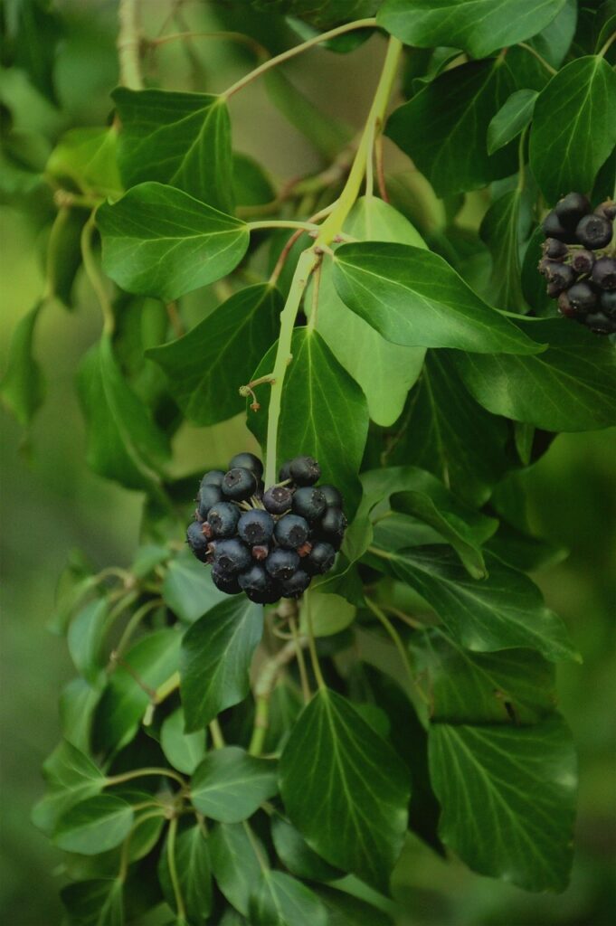 hedera helix, plant, sheets-4979718.jpg